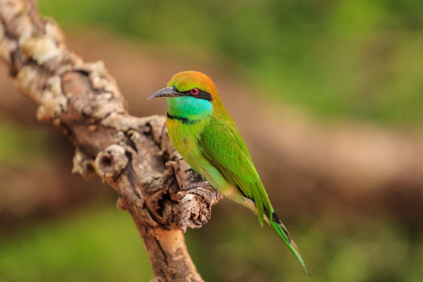 Picture 7 for Activity From Negombo: Udawalawa National Park Wildlife Safari