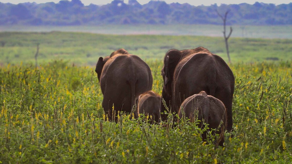 Picture 11 for Activity From Negombo: Udawalawa National Park Wildlife Safari