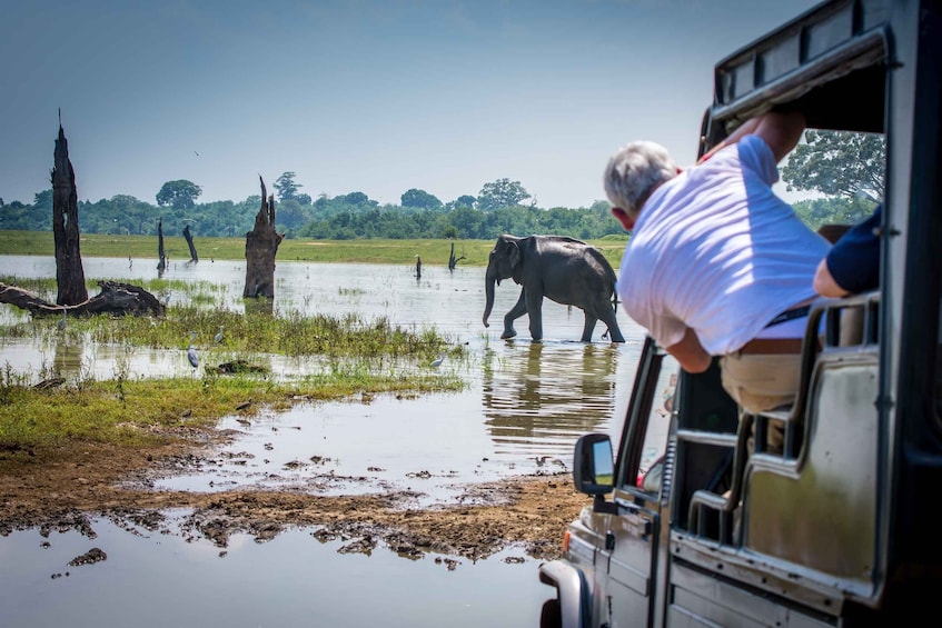 Picture 16 for Activity From Negombo: Udawalawa National Park Wildlife Safari