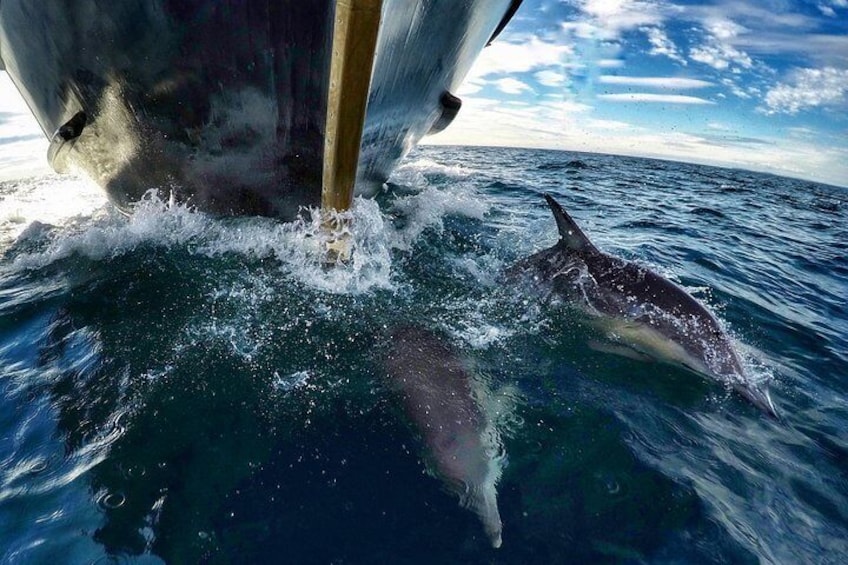 Dolphins swimming on the bow
