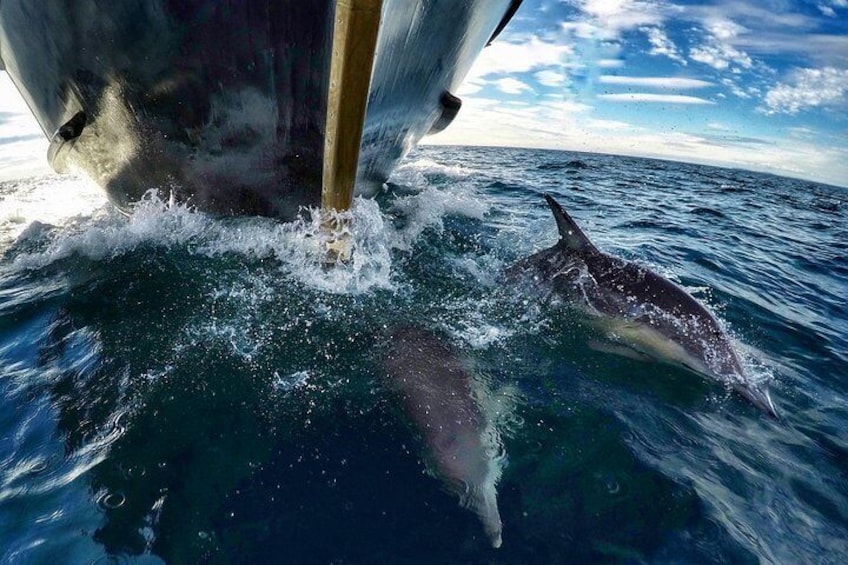 Dolphins swimming on the bow
