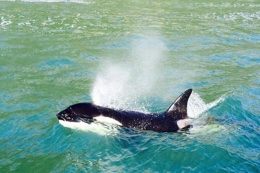 ORCA pods make a stop in the Bay