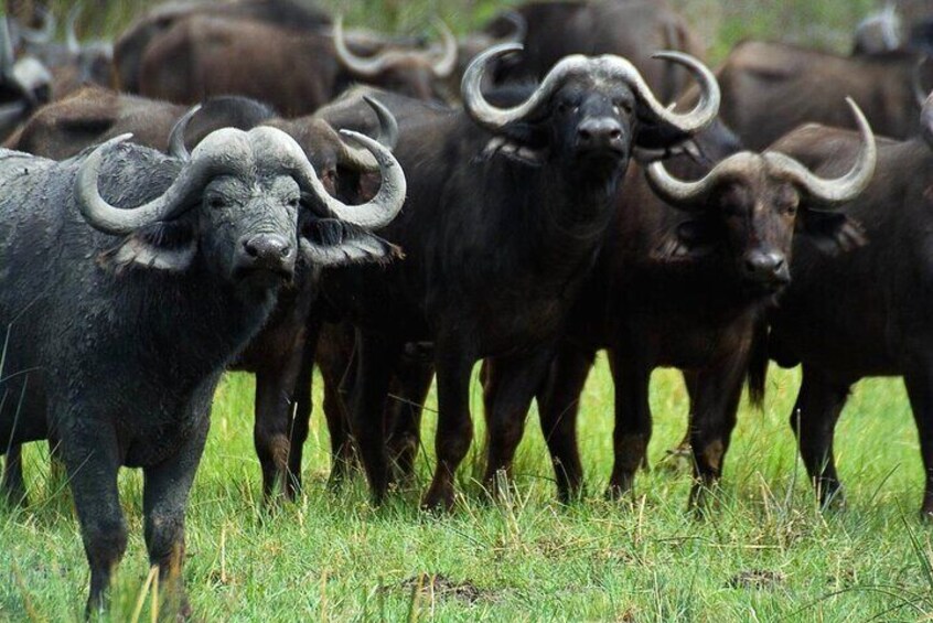 3 Days Hluhluwe Game Reserve & Isimangaliso Wetlands from Durban