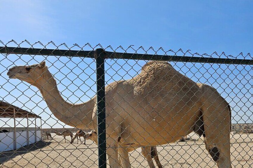 Camel Farm 