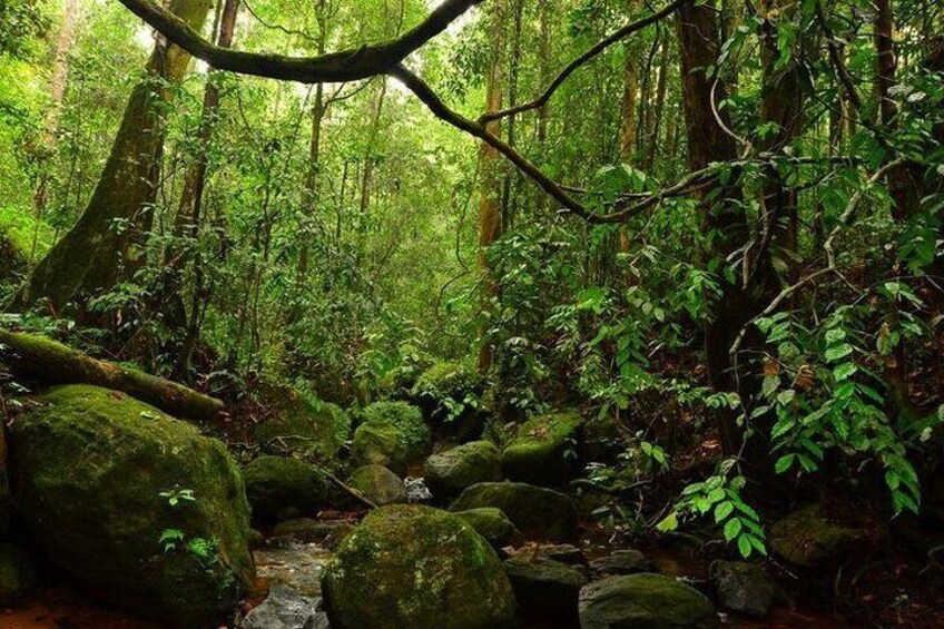 Sinharaja Rain Forest Guided Day Tour