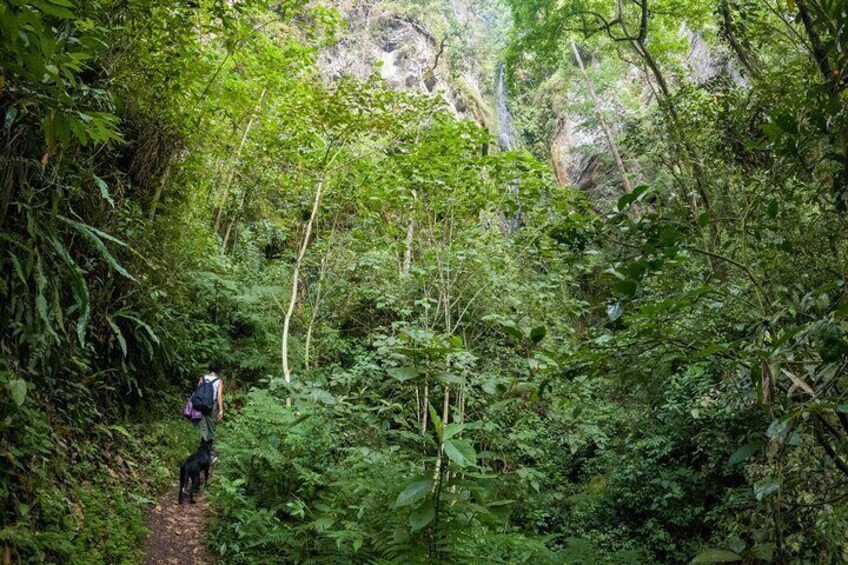 Private Tour through the Chicaque Natural Park and Forest of Fog