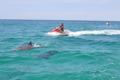 Waverunner Dolphin Tour