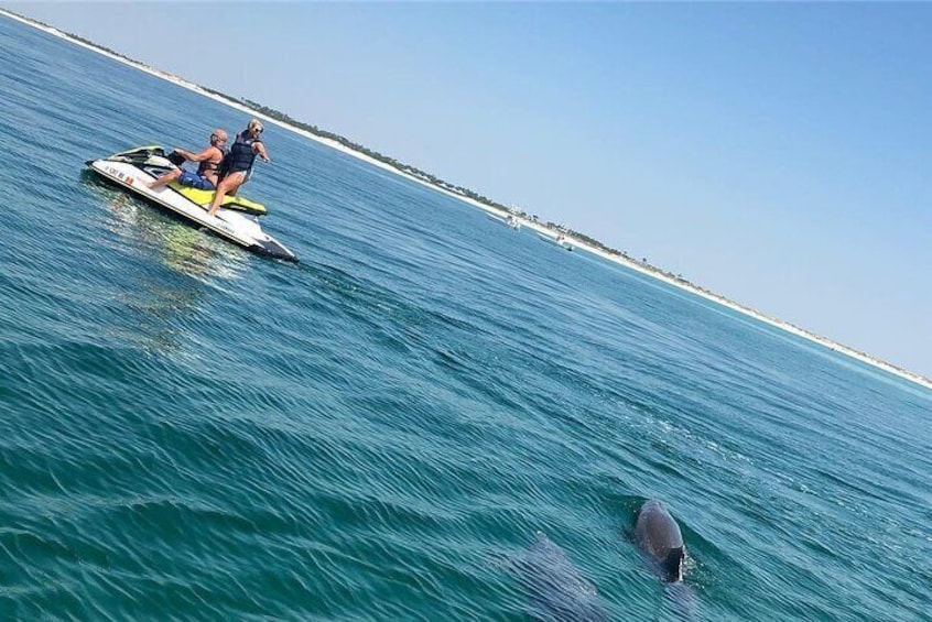 Waverunner Dolphin Tour