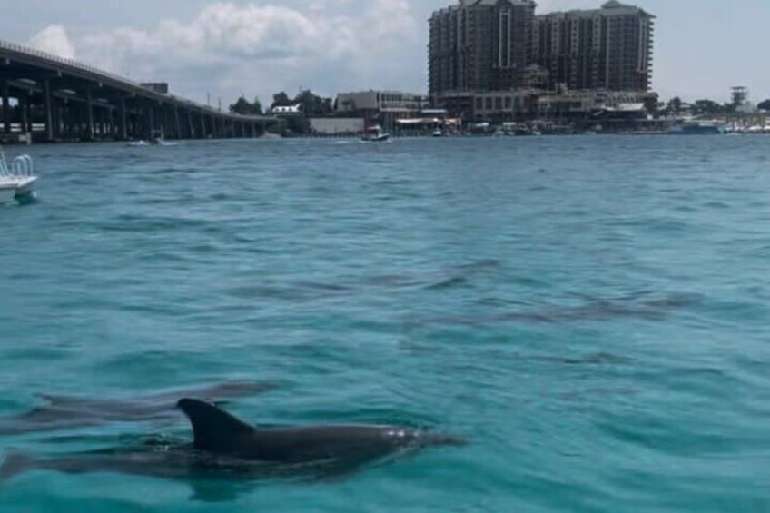 Waverunner Dolphin Tour