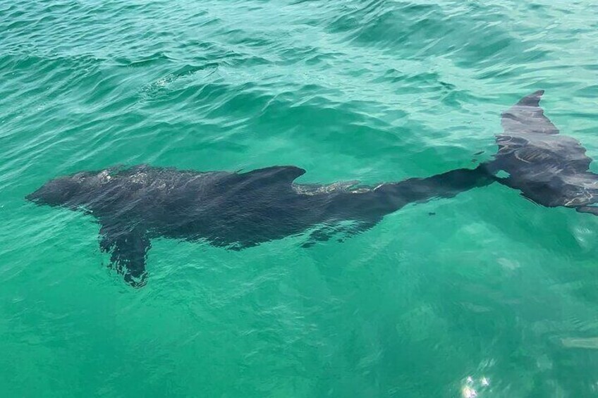 Waverunner Dolphin Tour