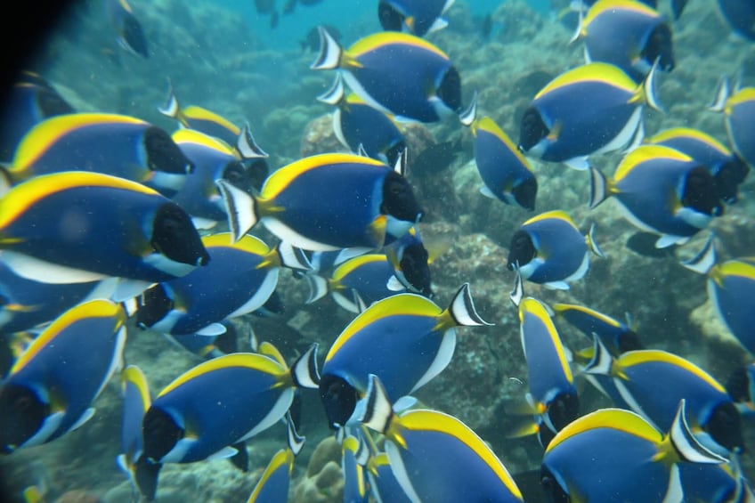 Similan Islands Snorkel Tour by SeaStar Andaman from Phuket