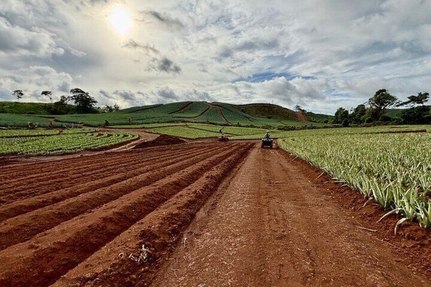 Unique 4 wheel adventure on a Pineapple Farm in Panama