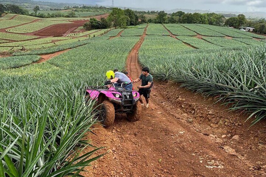 Unique 4 wheel adventure on a Pineapple Farm in Panama