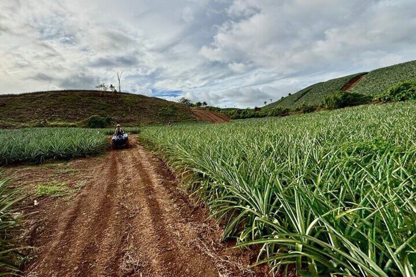 Unique 4 wheel adventure on a Pineapple Farm in Panama