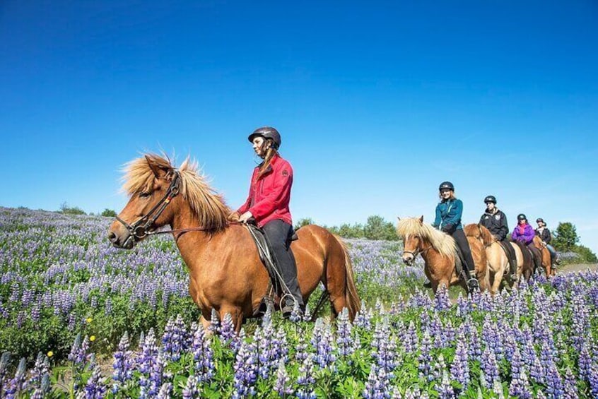 Horseback Riding Tour in Iceland