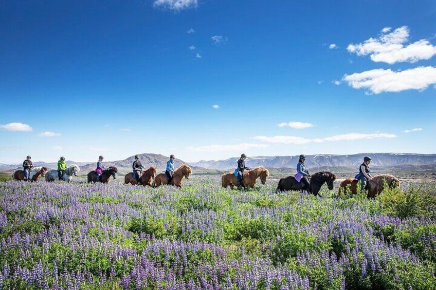 Horseback Riding Tour in Iceland