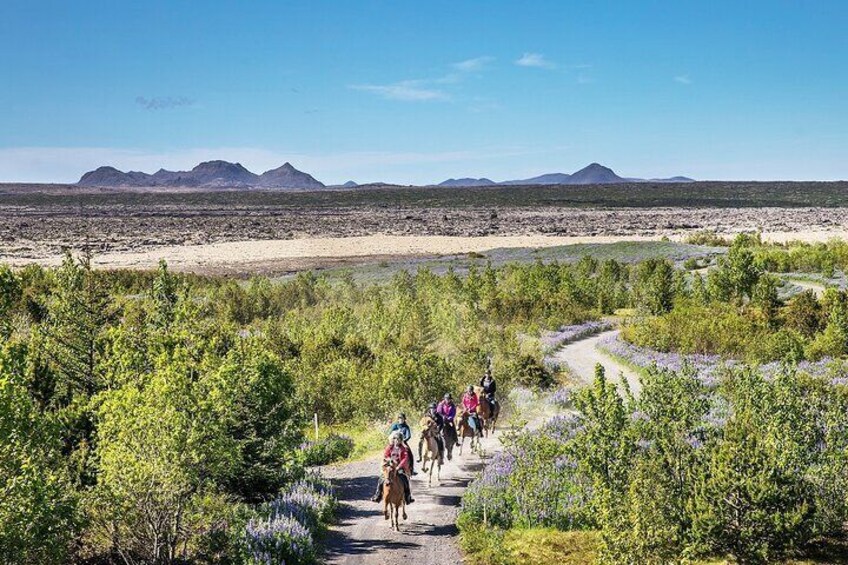 Horseback Riding Tour in Iceland