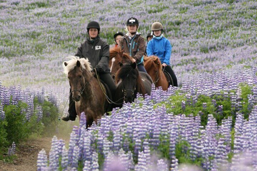 Horseback Riding Tour in Iceland