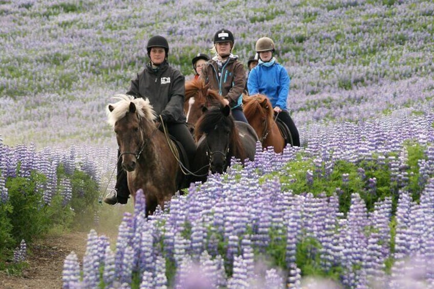 Horseback Riding Tour in Iceland