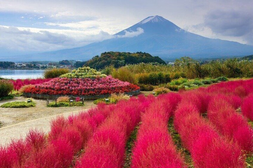 TOKYO Oishi Park & Oshinohakkai & Koedo Kawagoe & Fuji Mouontain