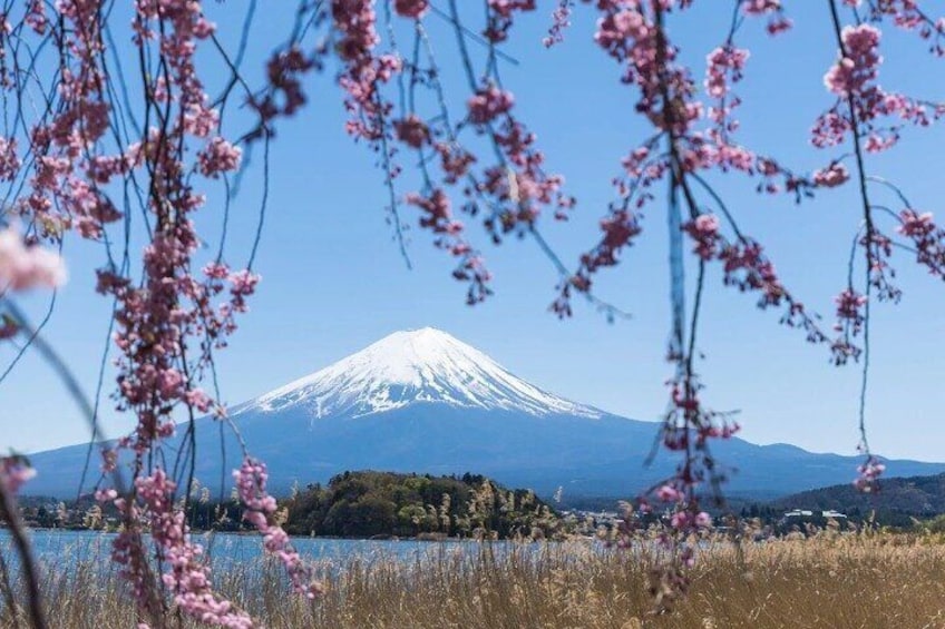 TOKYO Oishi Park & Oshinohakkai & Koedo Kawagoe & Fuji Mouontain