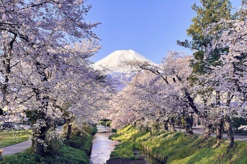 TOKYO Oishi Park & Oshinohakkai & Koedo Kawagoe & Fuji Mouontain