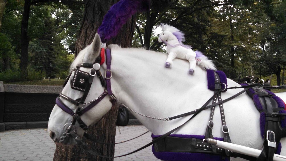 Picture 5 for Activity New York: Carriage Ride in Central Park