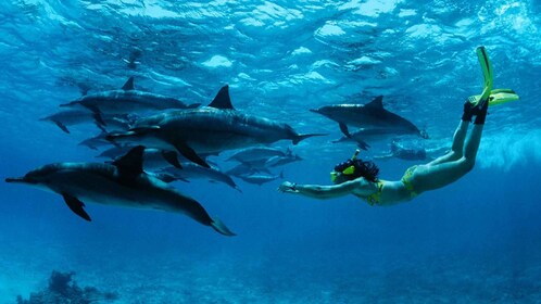 Desde Kendwa: viaje en barco por Mnemba y aventura de snorkel con delfines