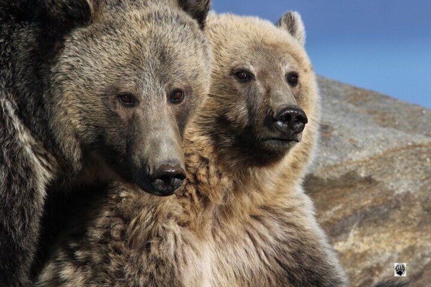 All-inclusive YNP Lower Loop Specialty Tours 55+Adults PU Cody Wy