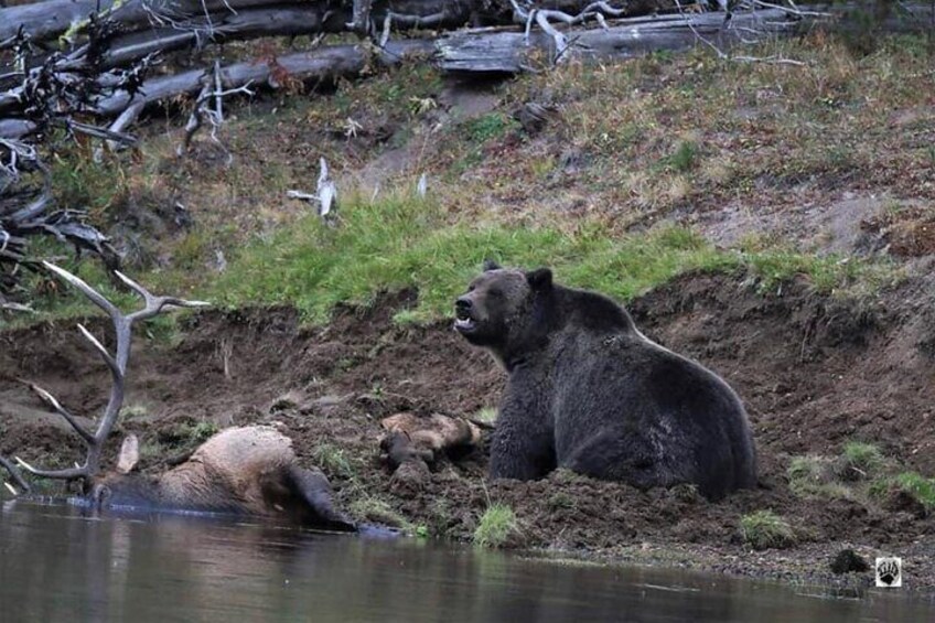 All-inclusive YNP Lower Loop Specialty Tours 55+Adults Fr:Cody Wy