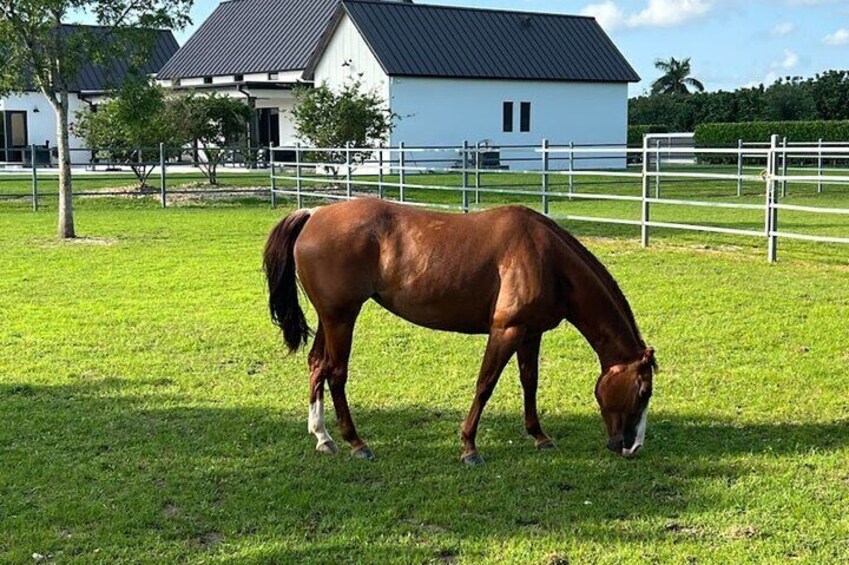 Horse Riding Activity in Miami