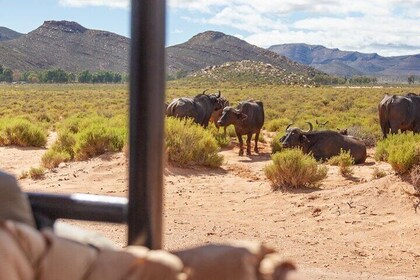 Full-Day Private Safari Tour to Aquila Game Reserve