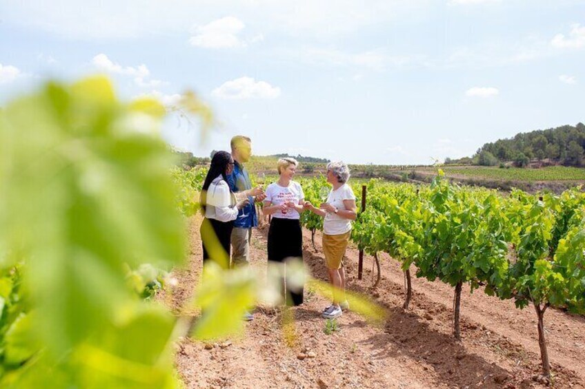Gourmet Winery Tour: Wine Tasting and 8-Course Gourmet Menu
