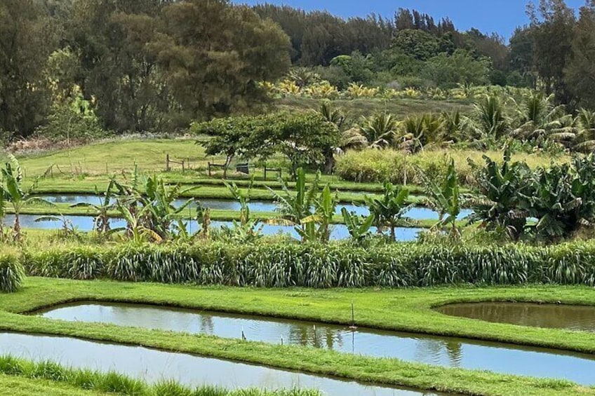 Enjoy a smoothe at the fruit stand on the 525 acres- Mountain to sea!