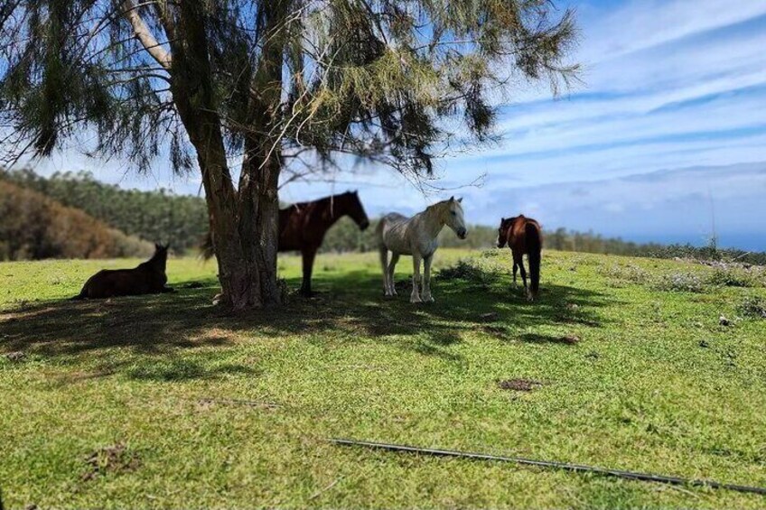 Horses in the shade