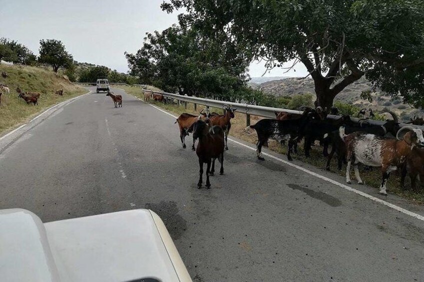 wildlife on the way to Troodos mountains