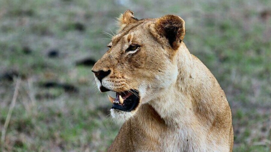 3 Days Masai Mara Mid Range Shared Safari Adventure
