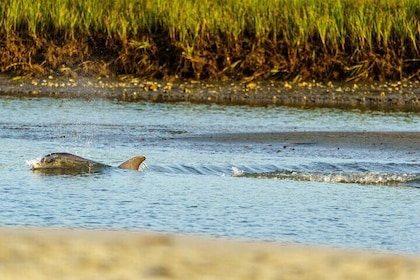 Sunset Dolphin Eco Tour