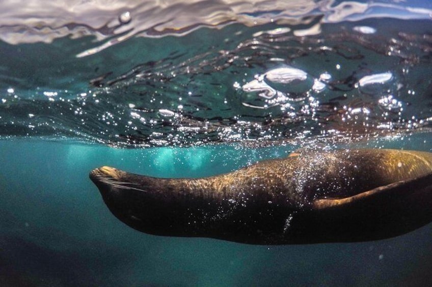 Seals!