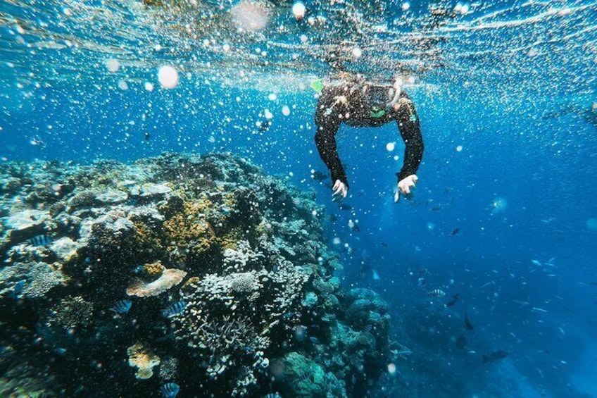 Reef Diving!