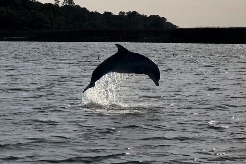 Charleston Dolphin and Eco Boat Tour