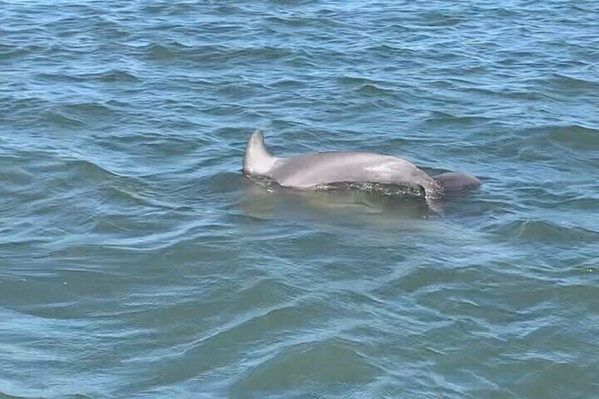 Dolphin and Eco Boat Tour