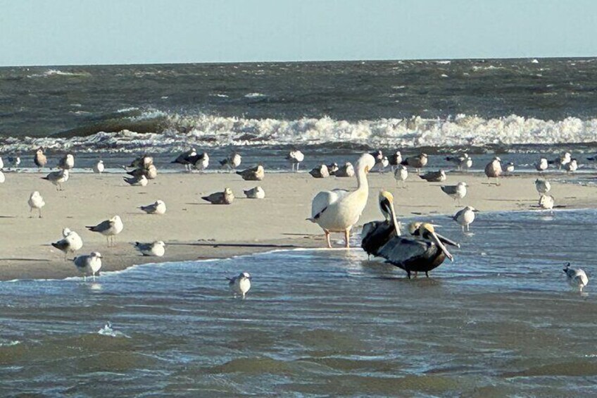 Private Charleston Dolphin and Eco Boat Tour