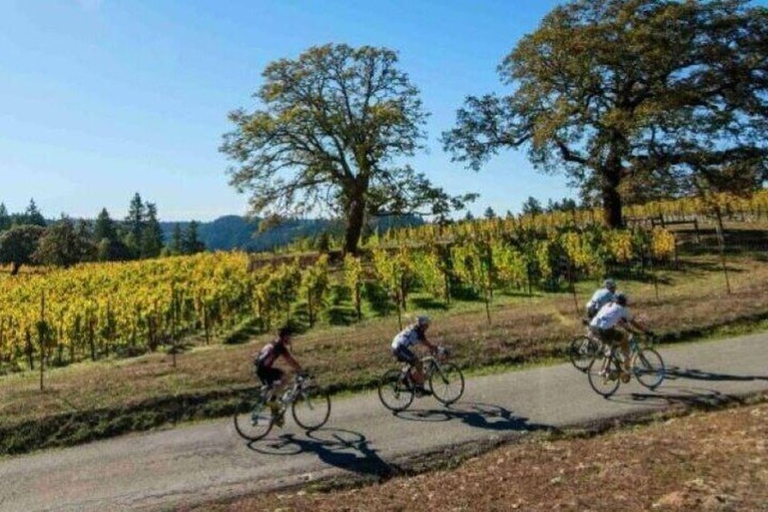 Cyclilng Along WIne Country in the North Fork Long Island