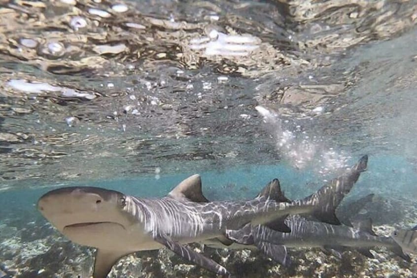 Full Day Tour - Salt Mine, Blue Eye, Shark Watch and Kite Beach