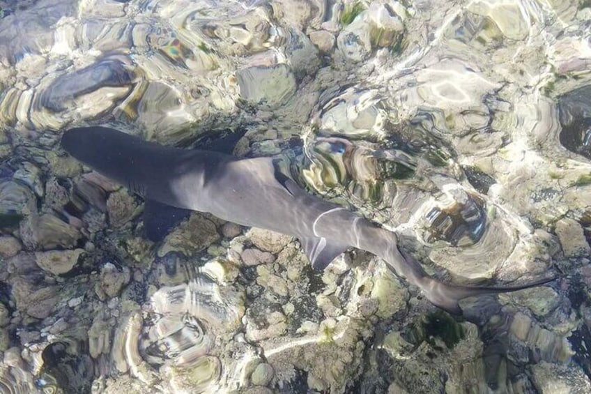 Full Day Tour - Salt Mine, Blue Eye, Shark Watch and Kite Beach