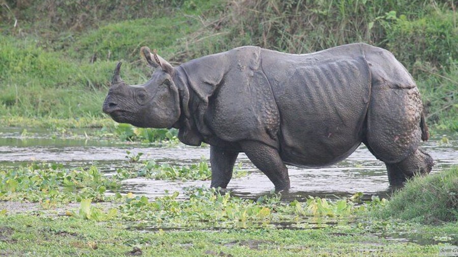 one horned Rhino