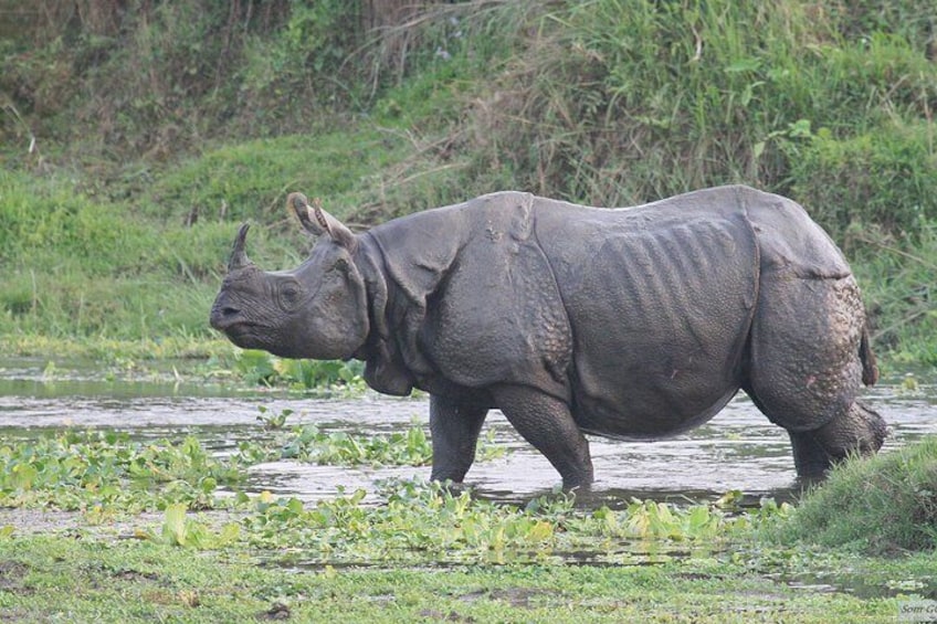 one horned Rhino
