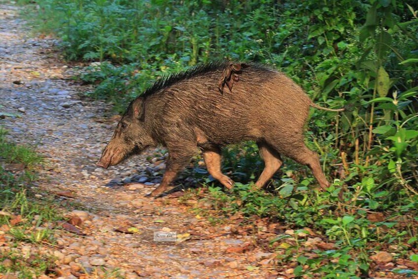 Wild Boar