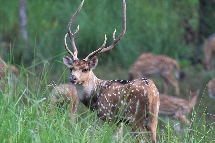 spotted dear